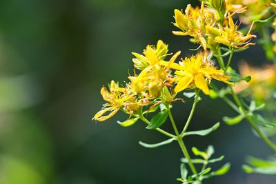 Close-up of yellow flowering plant