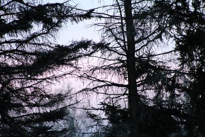 Low angle view of pine trees against sky