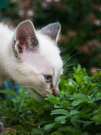 Close-up of a cat
