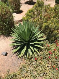 High angle view of succulent plant on field