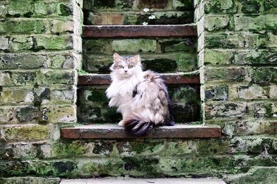 Portrait of cute cat against brick wall