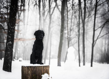 Dog standing on snow covered land