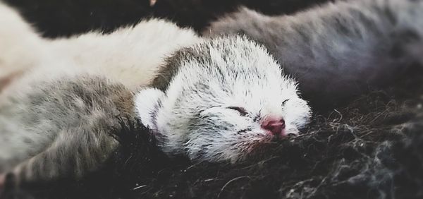 Close-up of cat relaxing