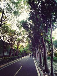 Road passing through trees