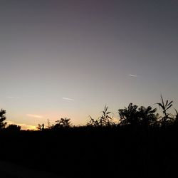 Silhouette trees against clear sky during sunset