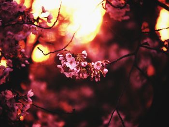 Close-up of cherry blossoms in spring