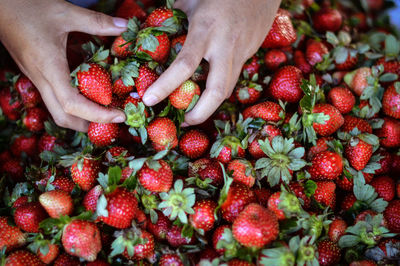 High angle view of hand on strawberries