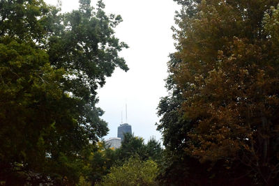 Low angle view of trees