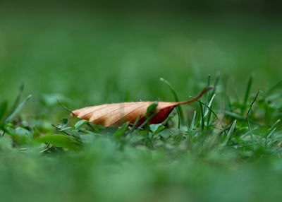 Close-up of leaf on field