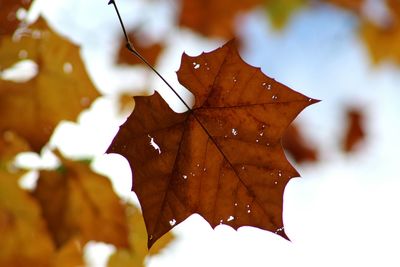 Close-up of dry maple leaf during autumn