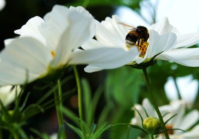 Close-up of bee on white flower