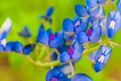 Close-up of purple flowering plants