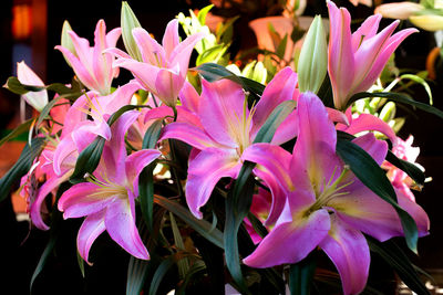 Close-up of pink flowers