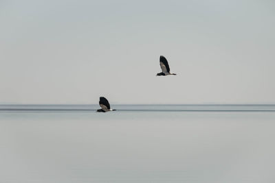 Bird on a lake