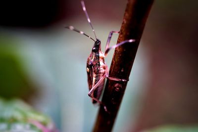 Close-up of insect on plant