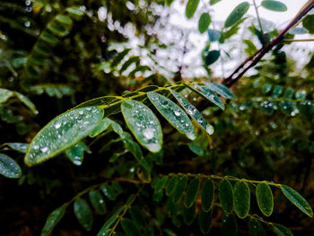 Close-up of raindrops on leaves