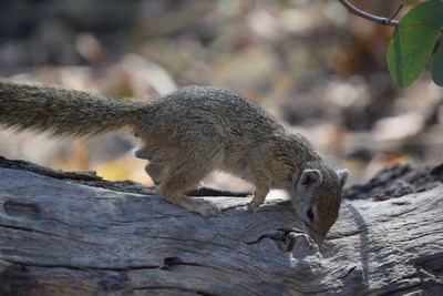 Close-up of squirrel on wood