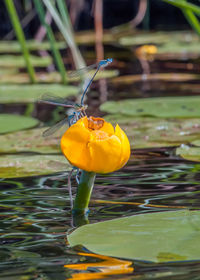 Close-up of yellow water lily in lake