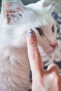 Close-up of hand with kitten