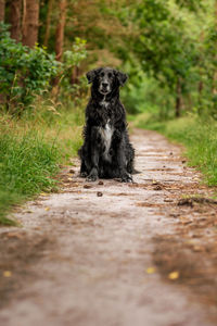 Portrait of dog sitting on grass