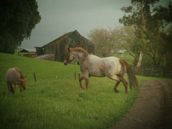 Horse grazing on grassy field