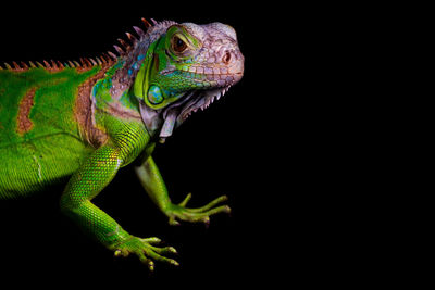 Close-up of lizard on black background