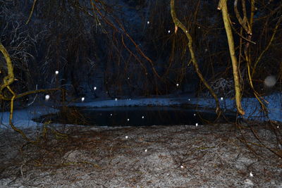 Illuminated trees during winter at night