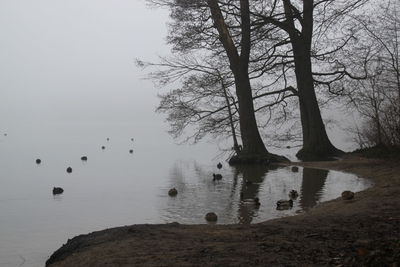 Swans swimming in lake against sky