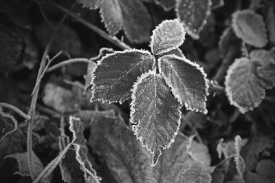 Close-up of frozen plants during winter