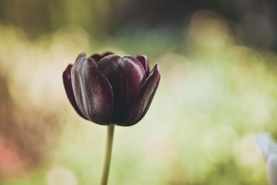 Close-up of purple tulip flower