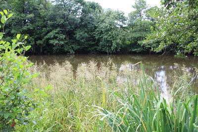 Scenic view of lake in forest