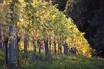 Trees on field