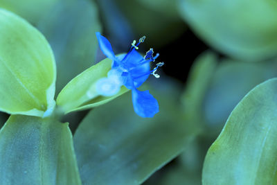 Close-up of flower blooming outdoors