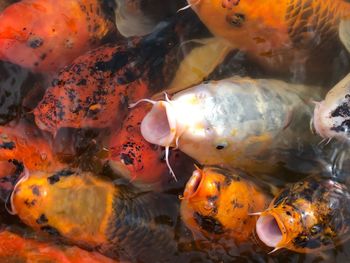 Close-up of koi carps swimming in sea