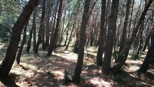 Trees in forest