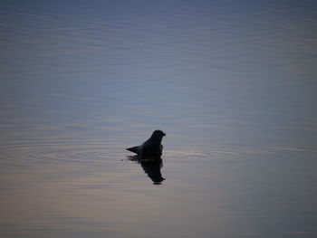 Bird on a lake