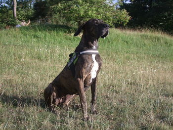 Dog looking away on field