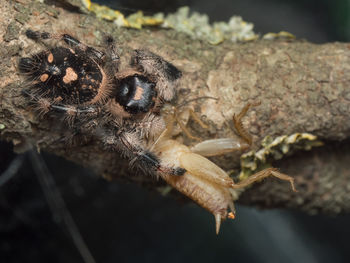 Close-up of spider