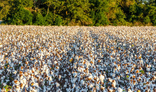 Scenic view of white flowers growing on field