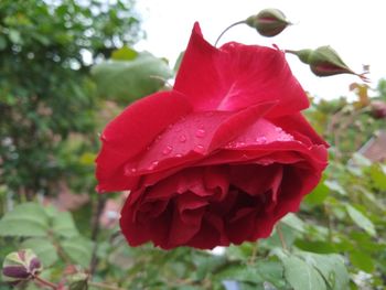 Close-up of red rose