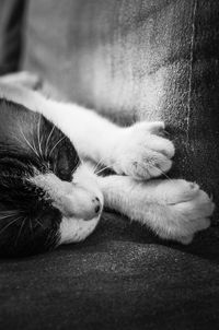 Close-up of cat sleeping