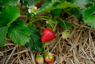 Close-up of strawberry growing on plant in field