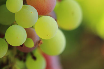 Close-up of grapes hanging from tree