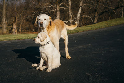 View of a dog on road