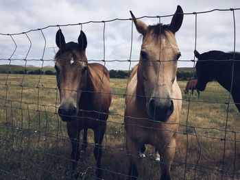 Horses on grassy field seen through metallic fence