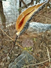 Close-up of crab on bare tree