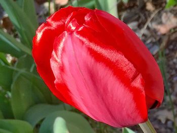Close-up of red flowers