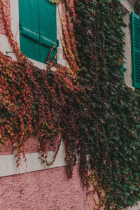 Low angle view of ivy growing on wall of building