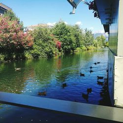 Ducks swimming in lake against clear blue sky