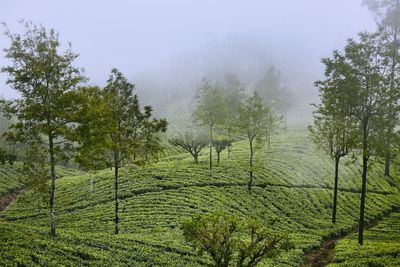 Trees growing in field